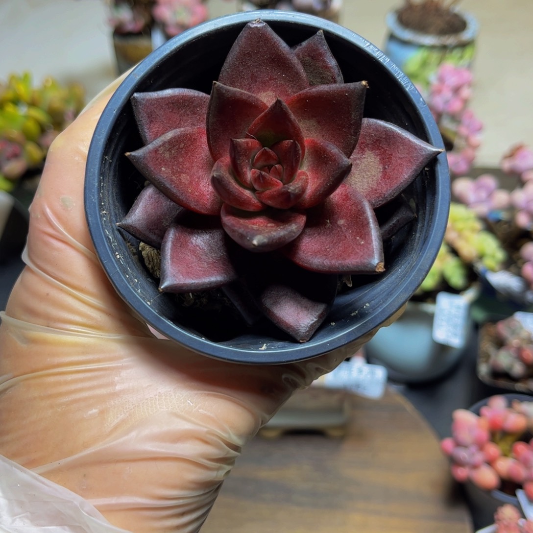 232乌木8厘米多肉植物