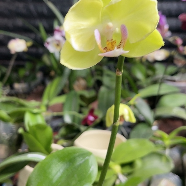 当前无花栽培后可以开花绿如意