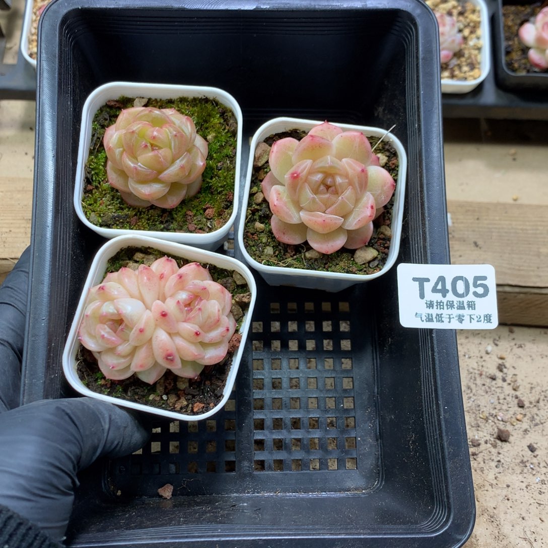 嘻***嘻懒羊羊一物一拍专拍懒羊羊