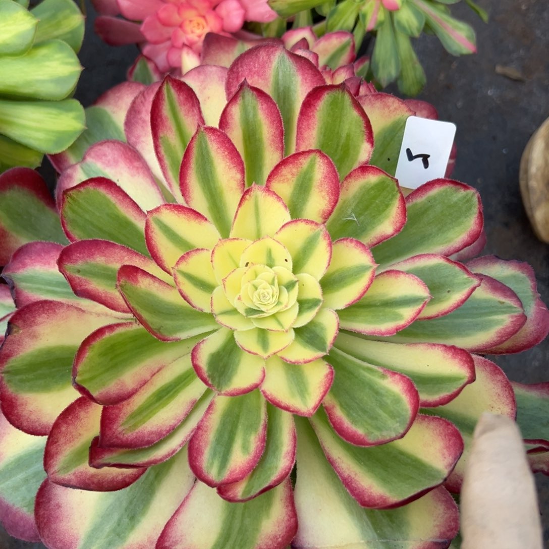 梦***。5胭脂水费多肉无根