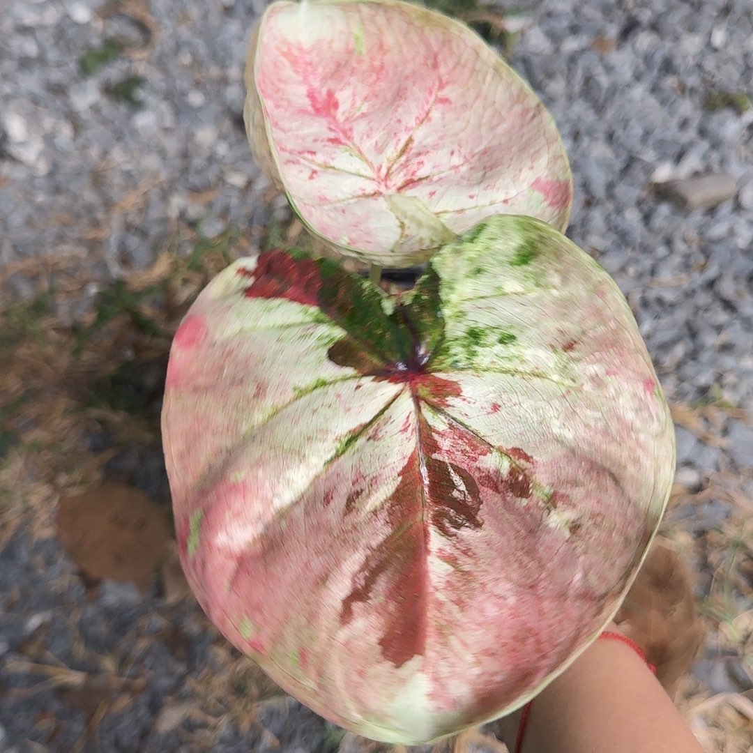 完全开放D223新品种子