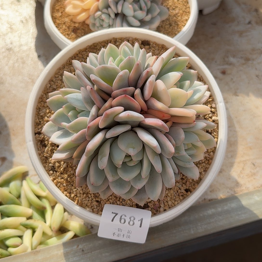 李***潇7681号橙梦露锦多肉