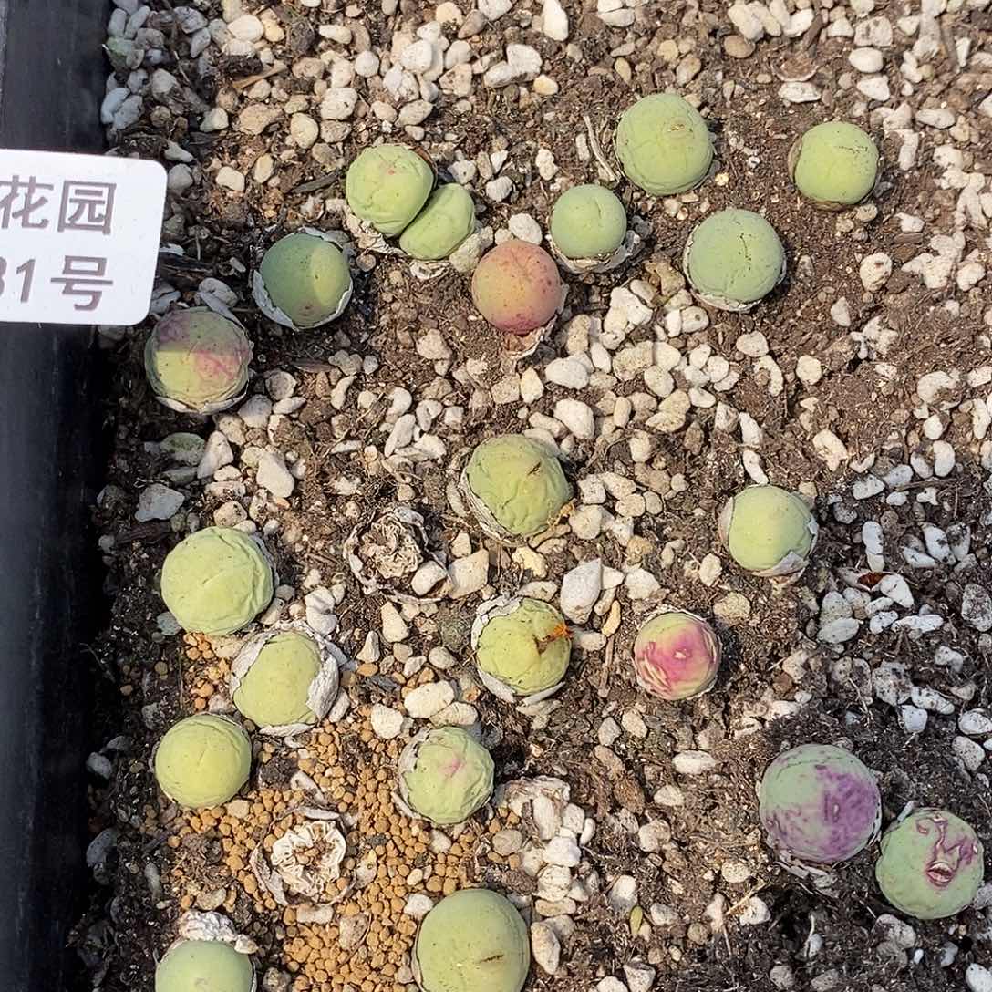 桃喜花絮0330-31鸽子蛋