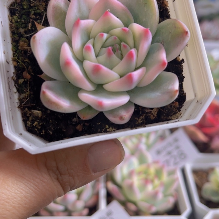 吉娃娃锦多肉植物710