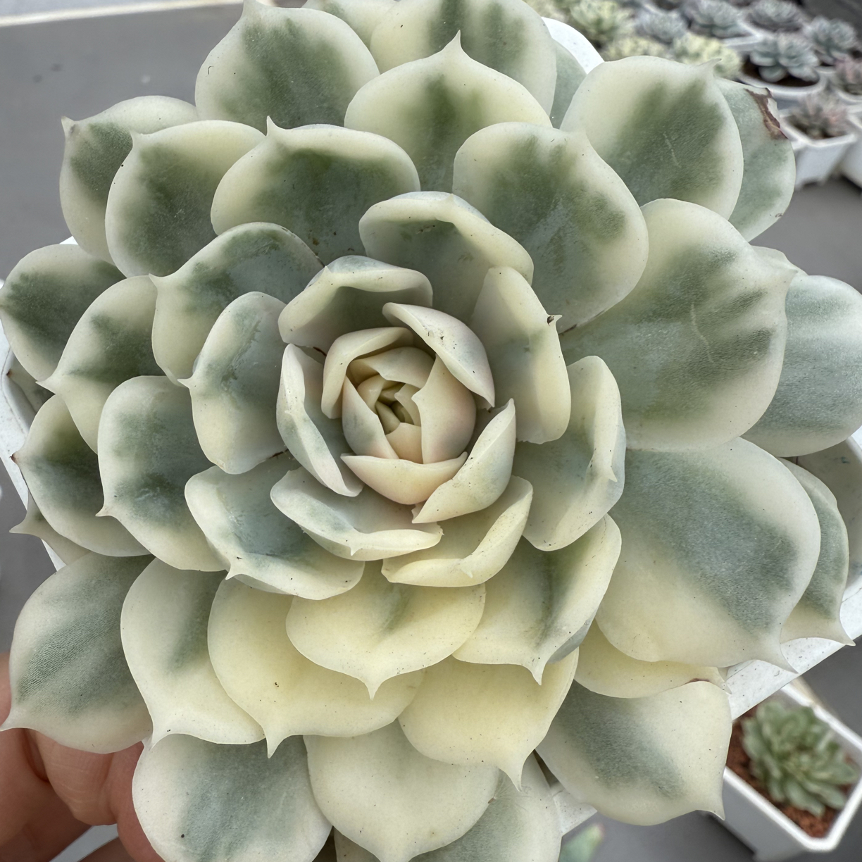 昂斯诺锦，多肉植物