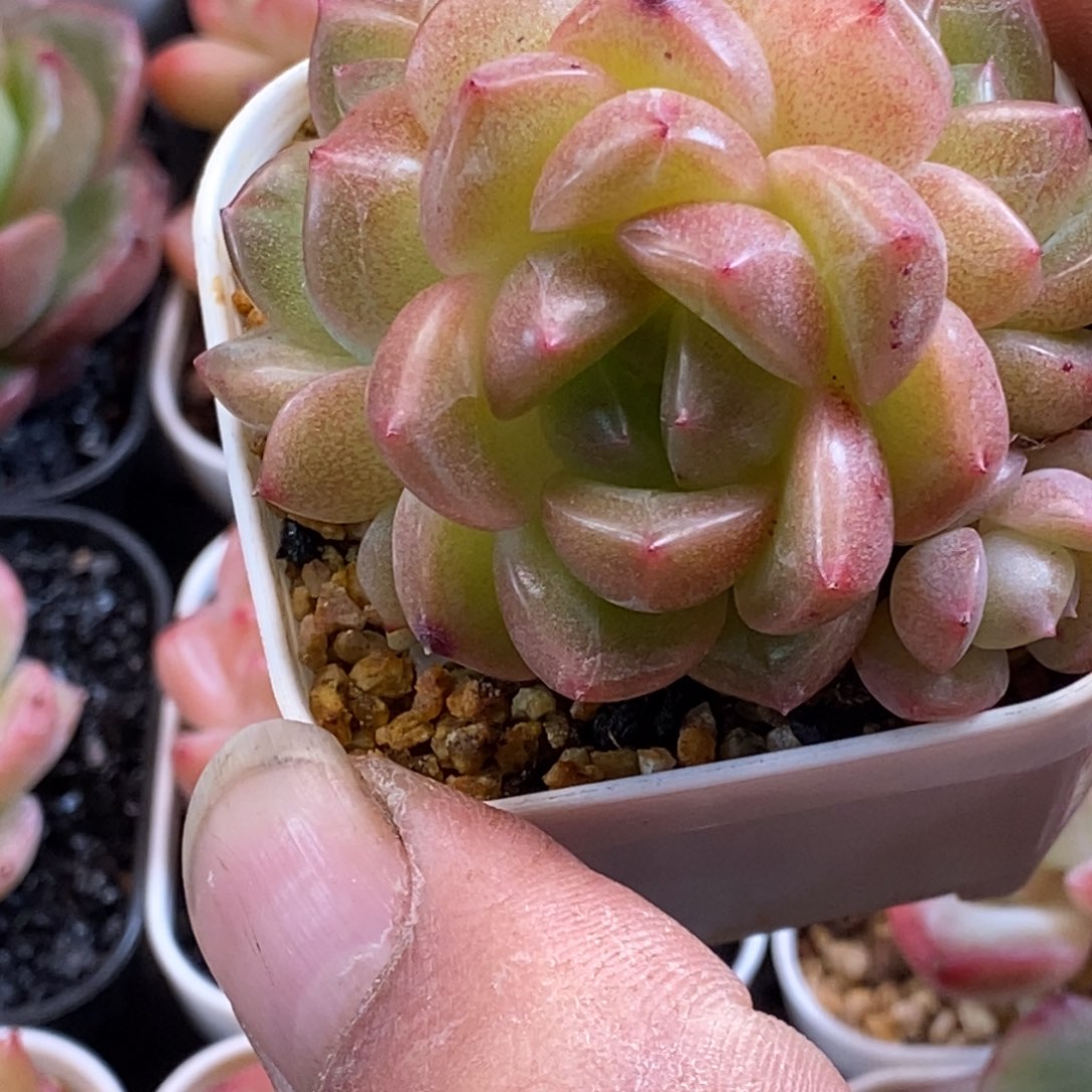 天官赐福百无禁忌