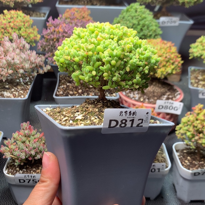 812蜜橘糖球            
