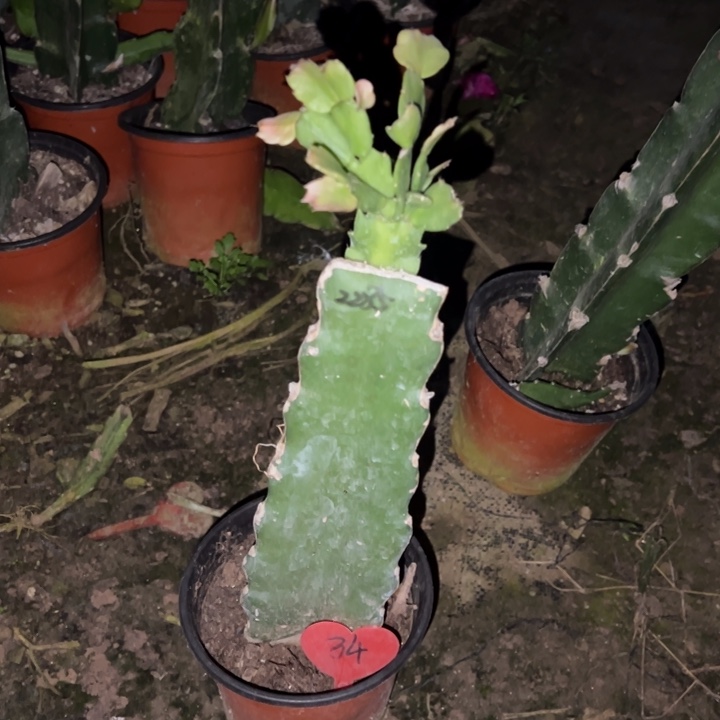 匈***奴当前无花栽培后可以开花2285  34