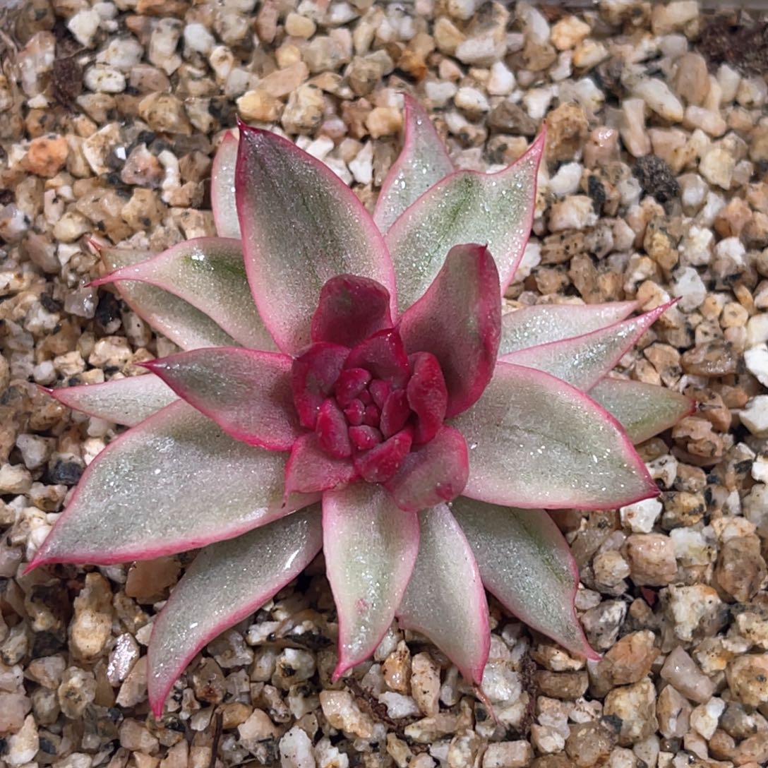 多肉特价黑玫瑰锦