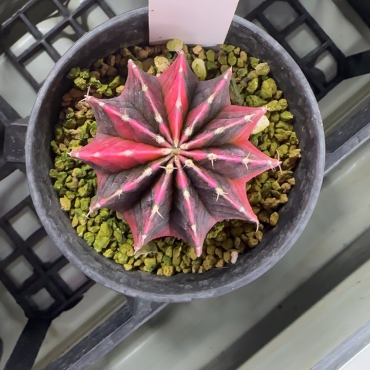 74-0210黑暗之眼多肉