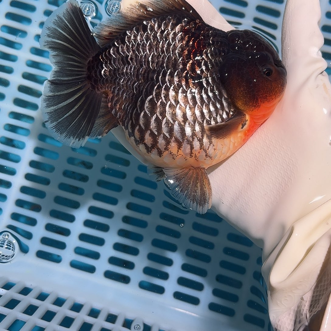 金鱼金鱼5852594880