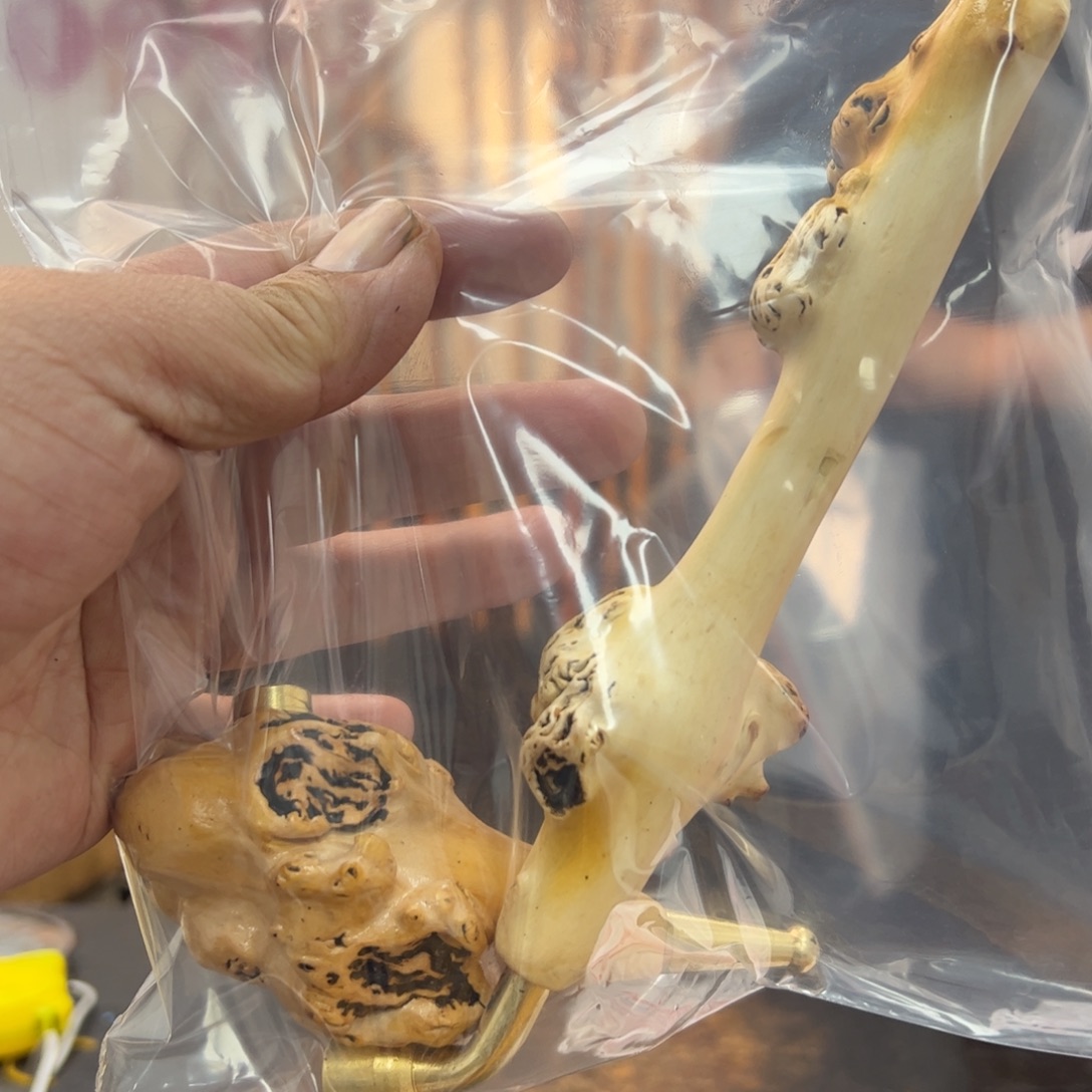 黑果木其他黑果木556