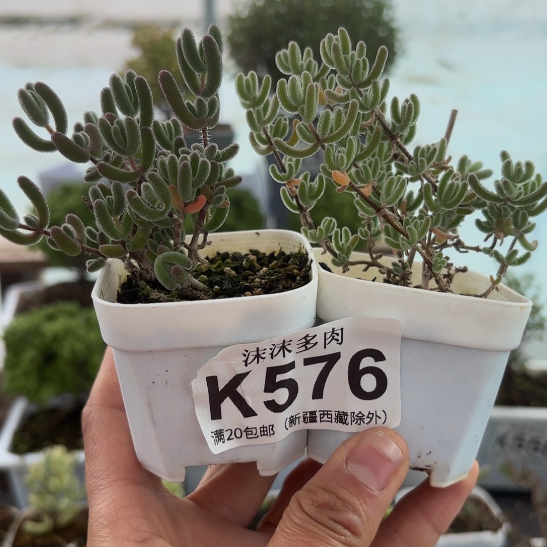 576琉璃和冰橙组合