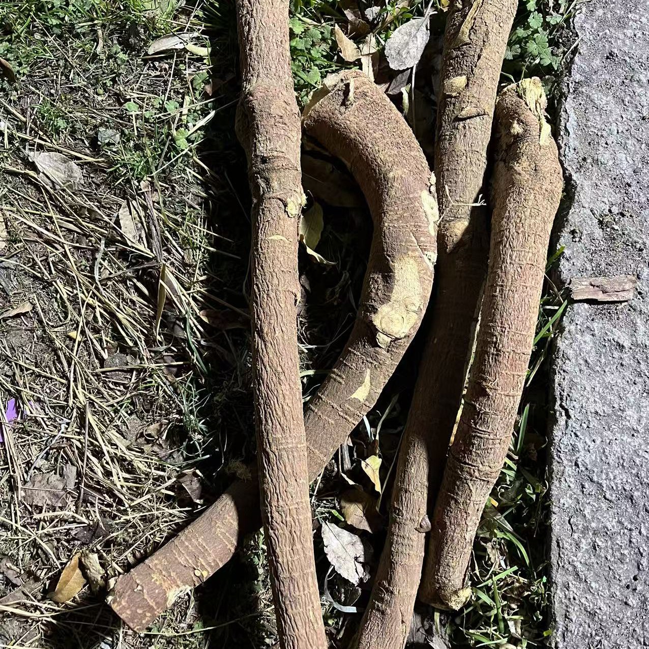 ［西藏收货］西藏藏甘草 一物一拍