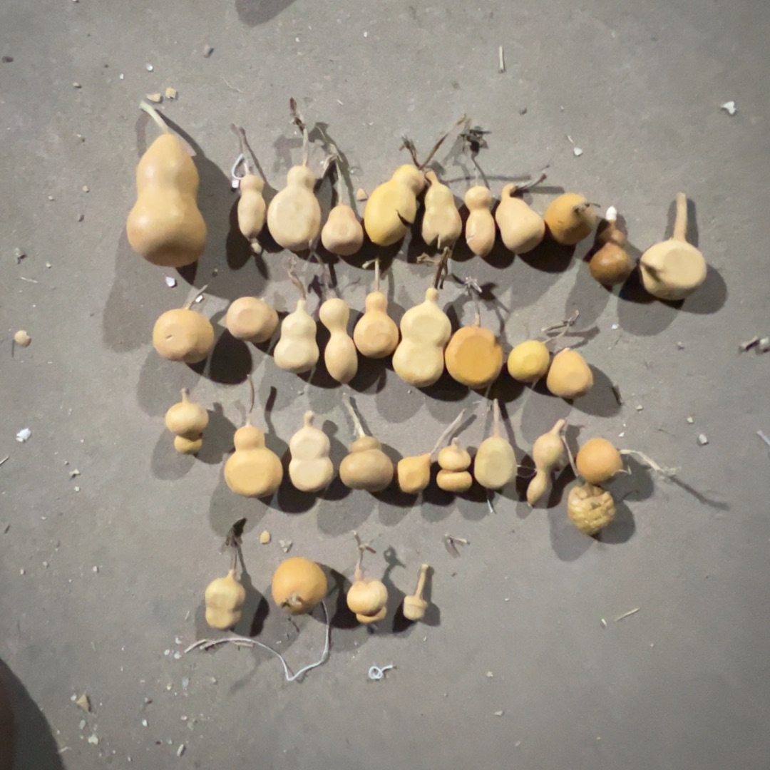 葫芦明轩葫芦哈哈哈