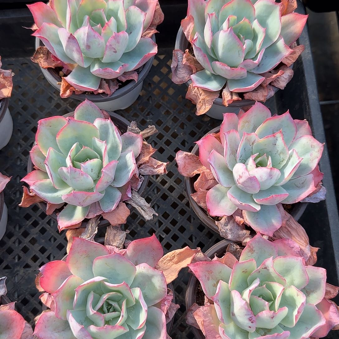 蓝光单头随机发9cm盆