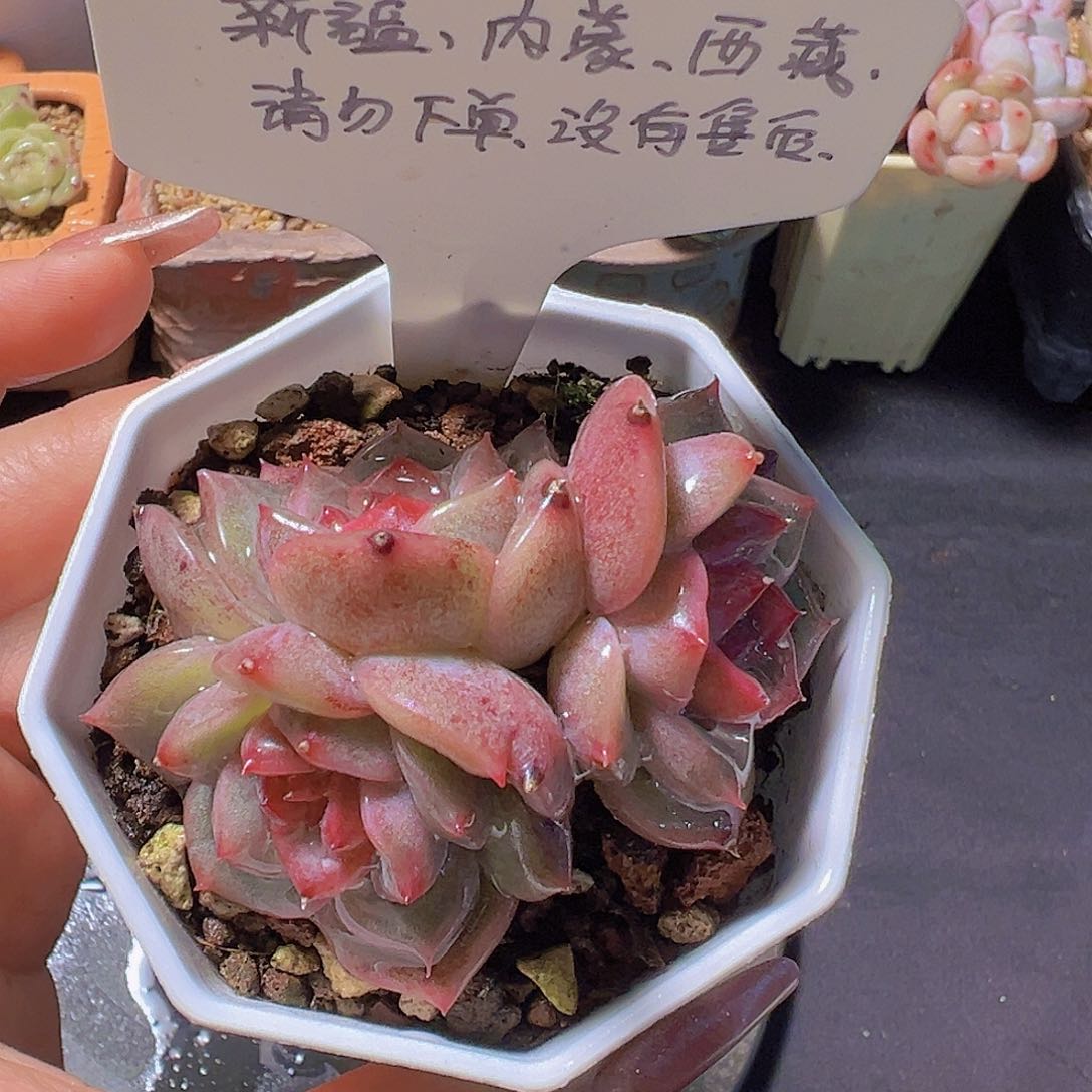 新品多肉，多肉植物