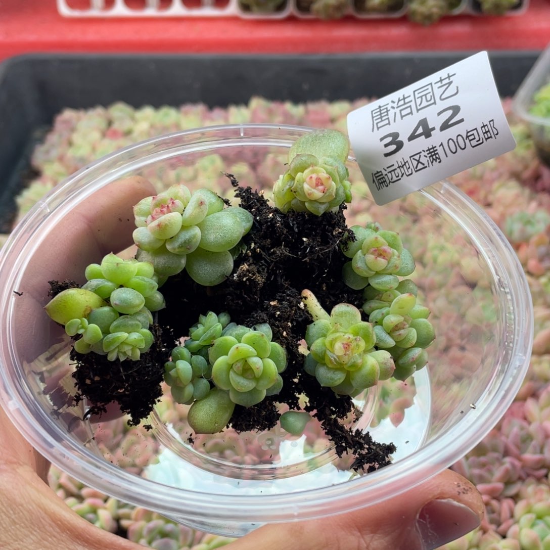 甜心混一物一拍342..
