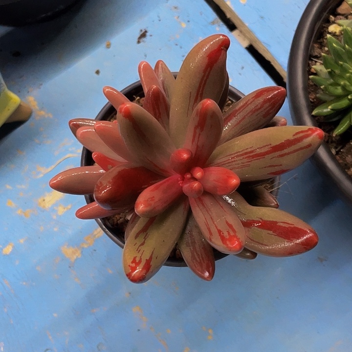 Z***Y一物一拍一物一拍