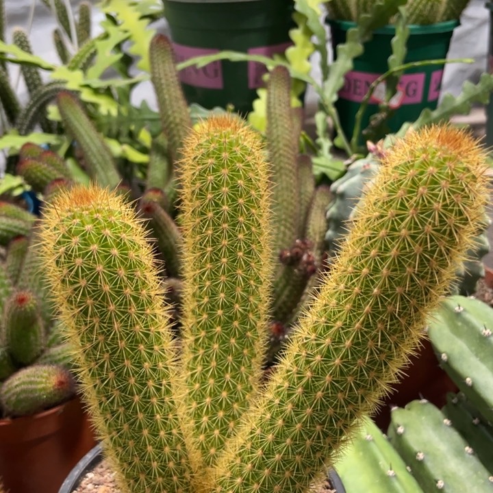 人鱼金妞新品群一物一拍5