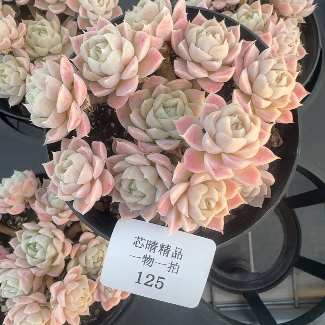 闪购精品多肉125号