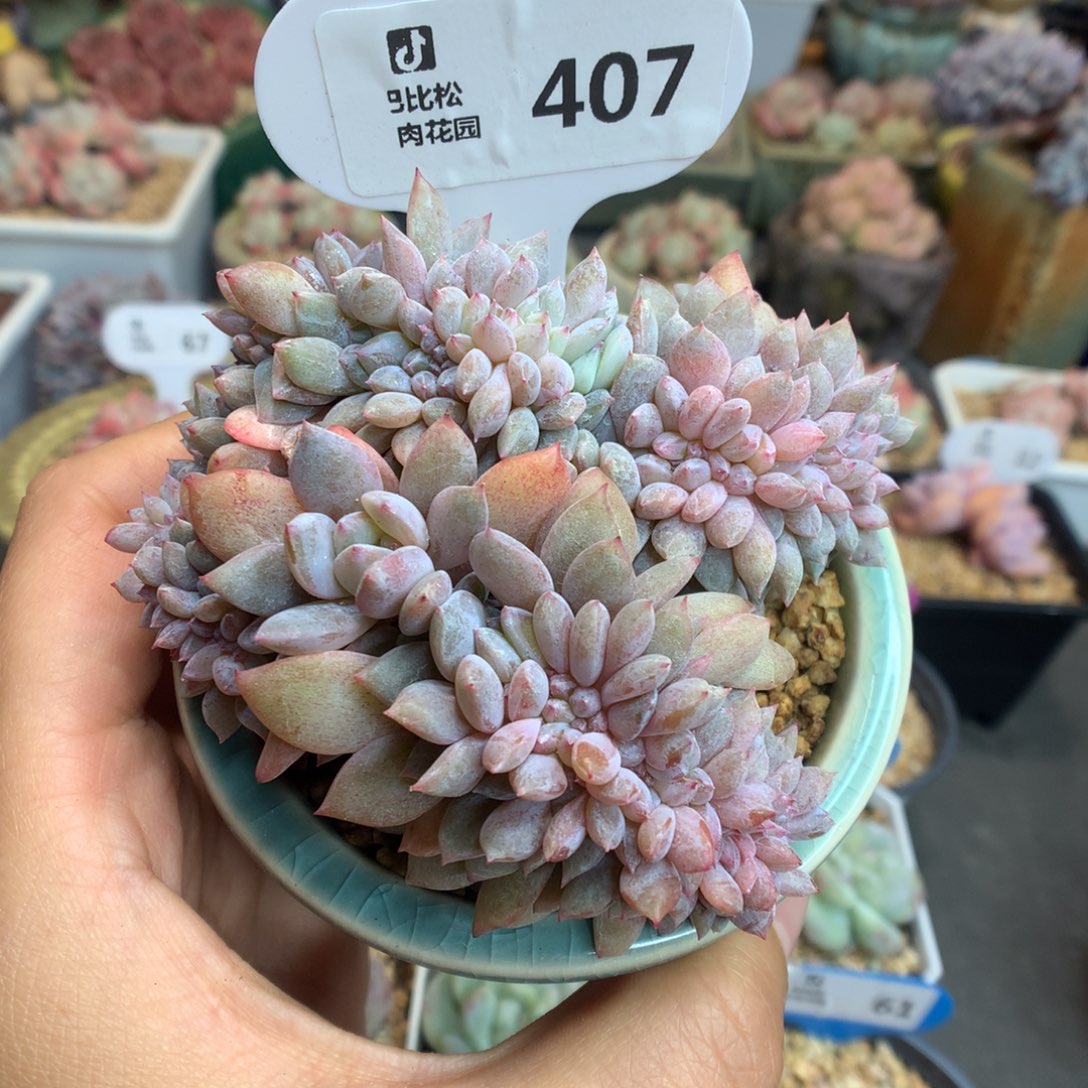 407星影缀化多肉植物