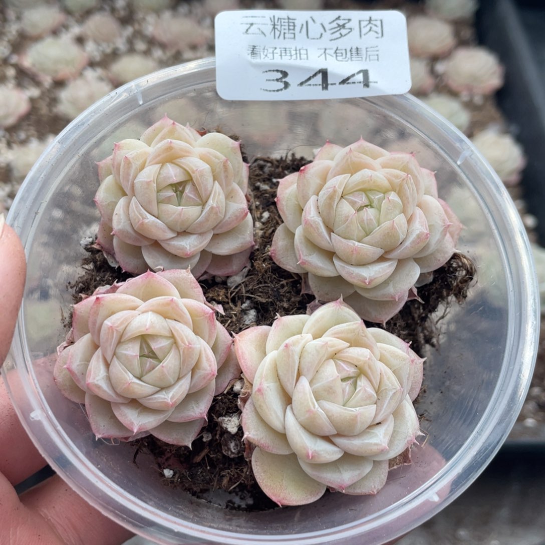 云糖心多肉植物344
