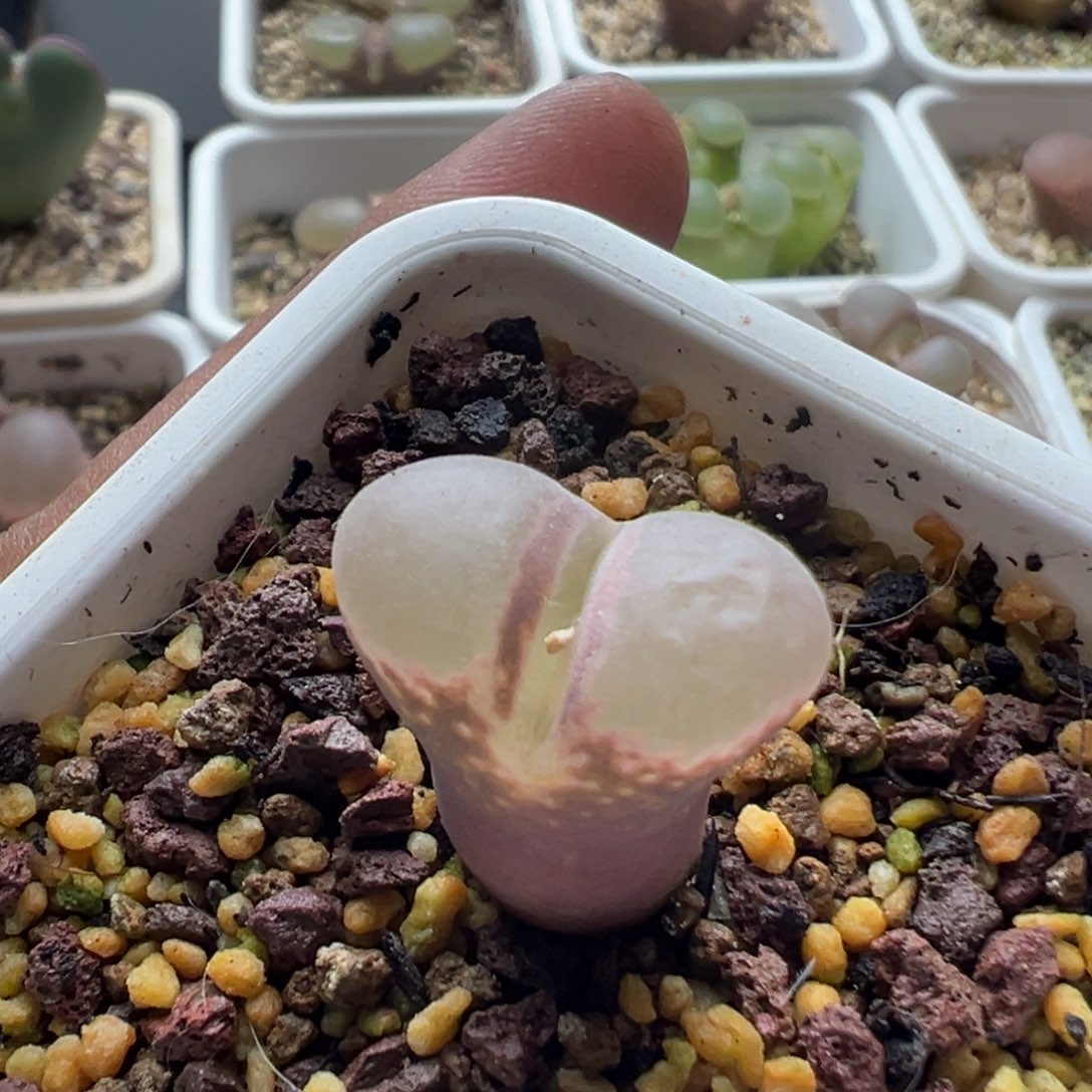 无花朵实生风铃玉3