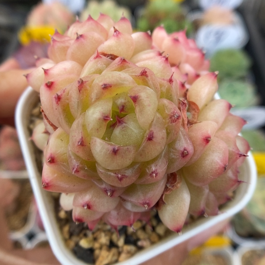 润玉珍妮可拍577号。  