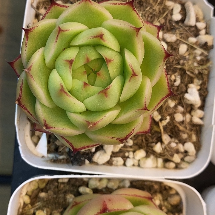 青稞 珍妮          