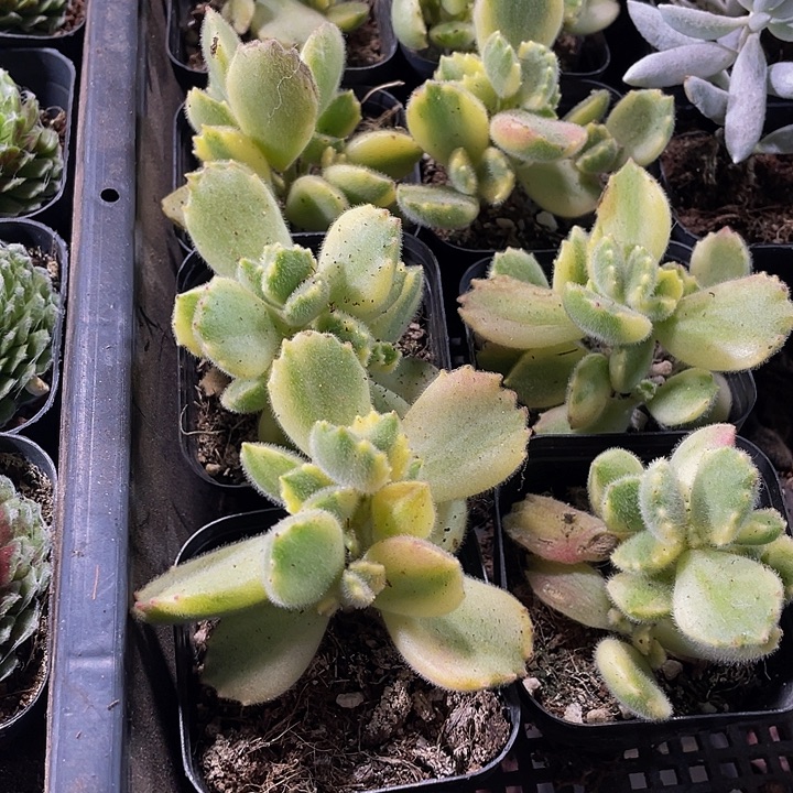 白熊2.8带盆土发货