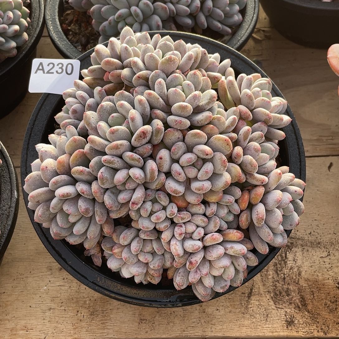 230多肉植物多肉植物