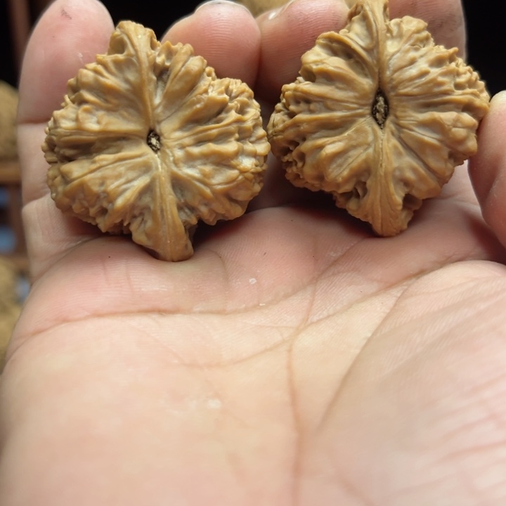 完全开放南疆石核桃