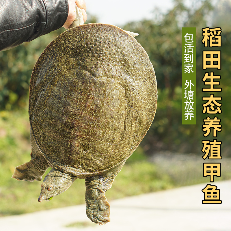 【A包活到家】正宗稻田外塘放养精品鲜活大甲鱼生态养殖水鱼老鳖
