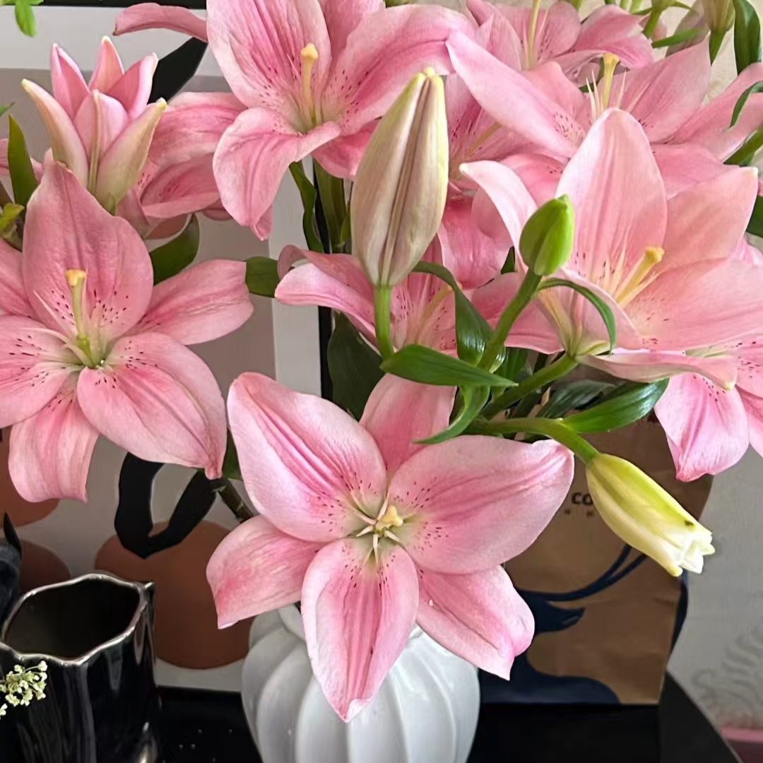 小粉仙单瓣亚百合