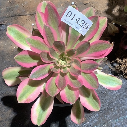 1429香妃多肉法师锦