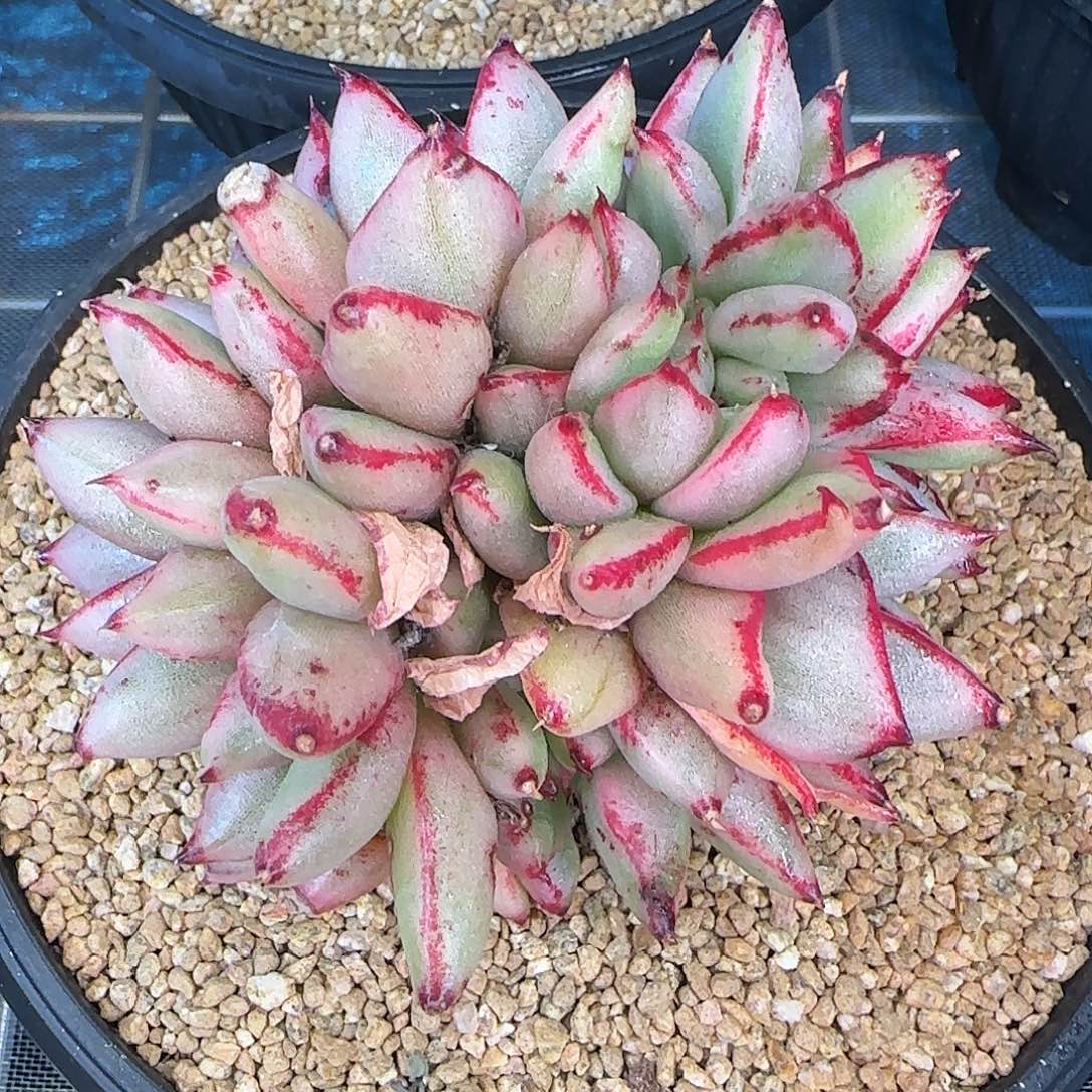 从前慢花园精选玛丽亚锦缀