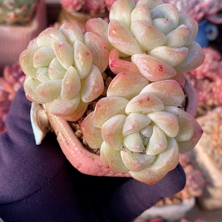 冰玉 韩货精品1122