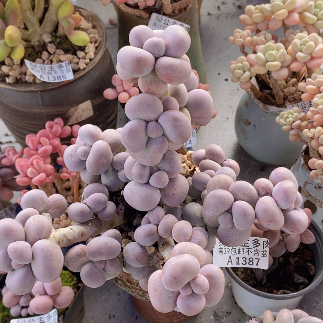 芭比奶洛17cm1387多肉植物