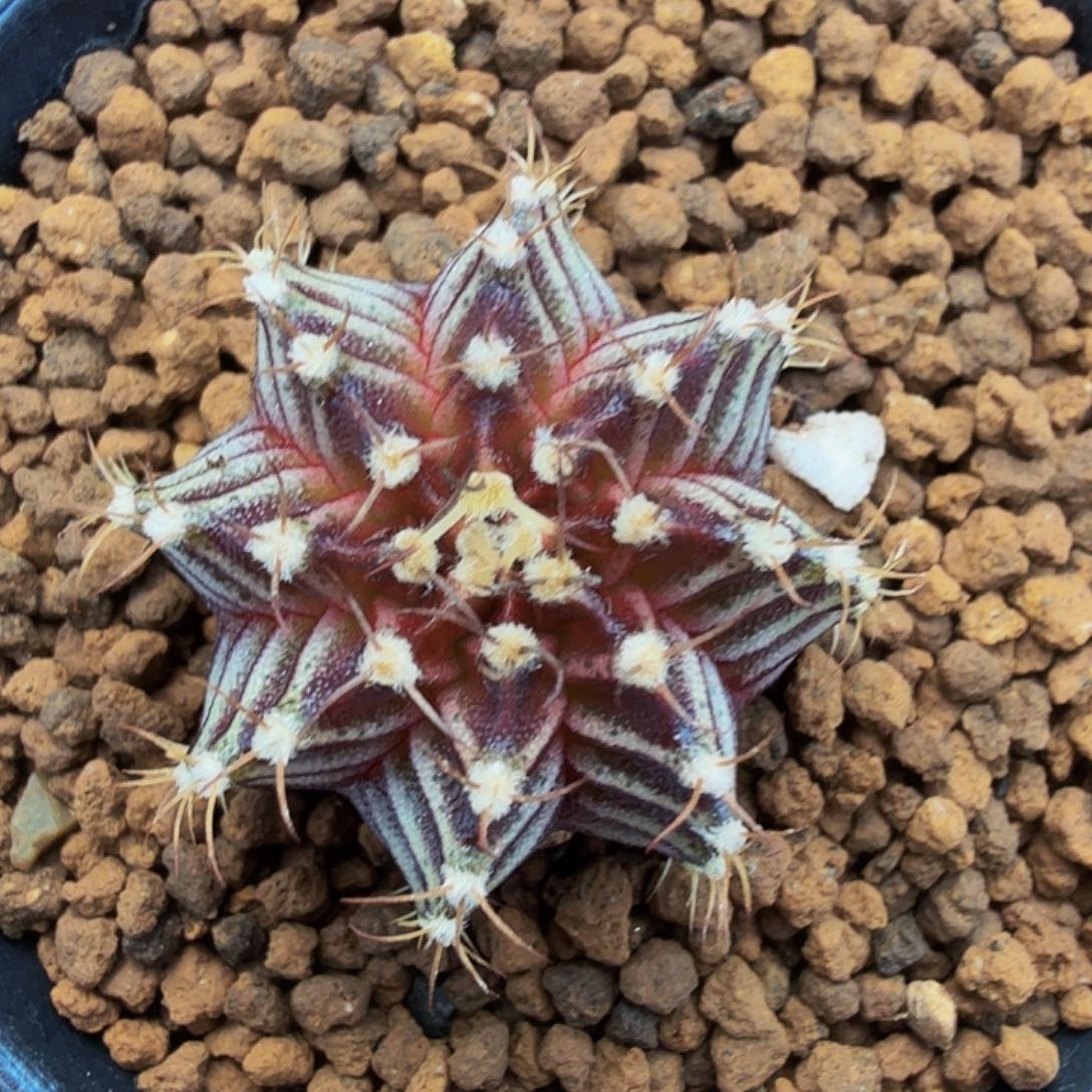 当前无花朵，栽培后可花朵