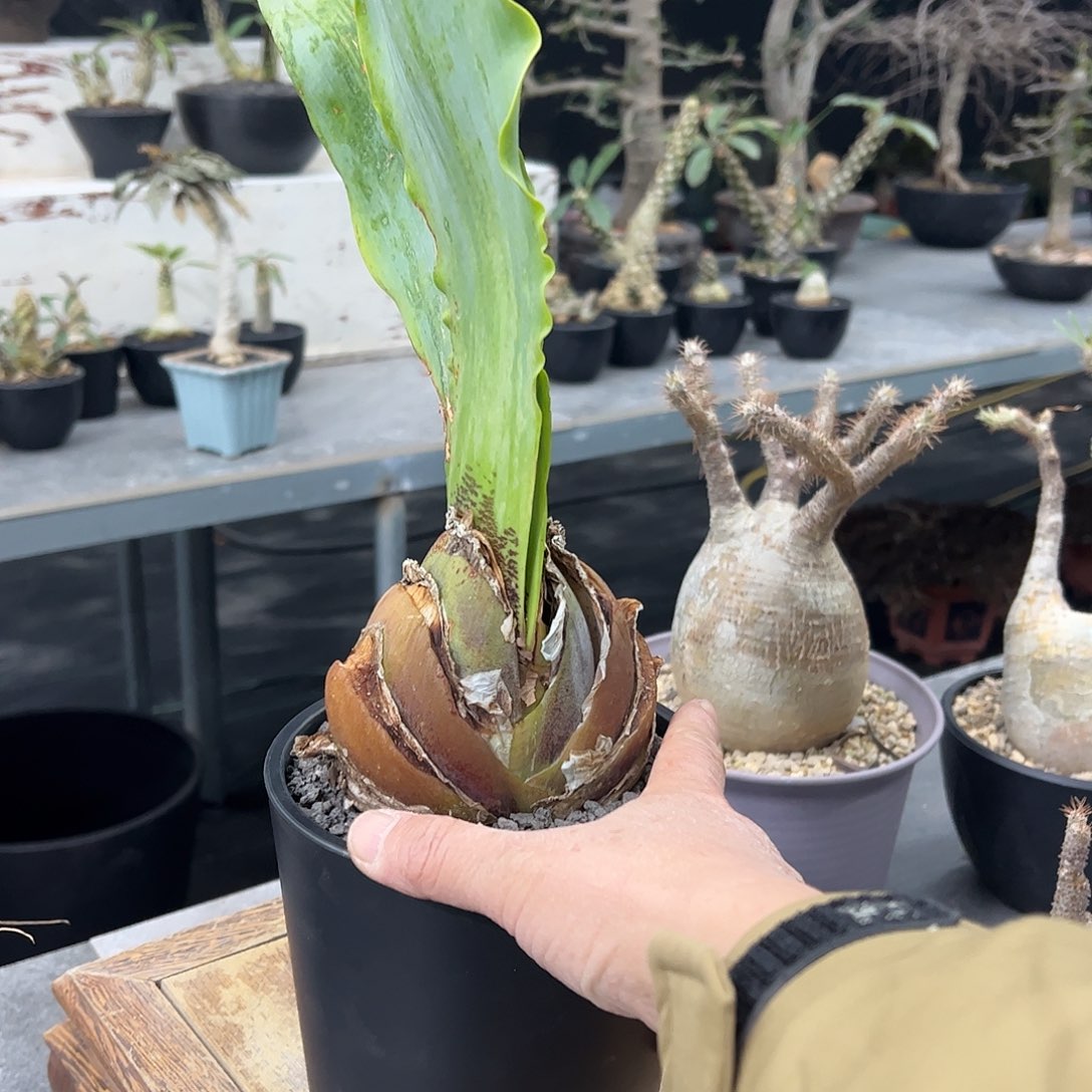 一*将波叶雪莲6666688888