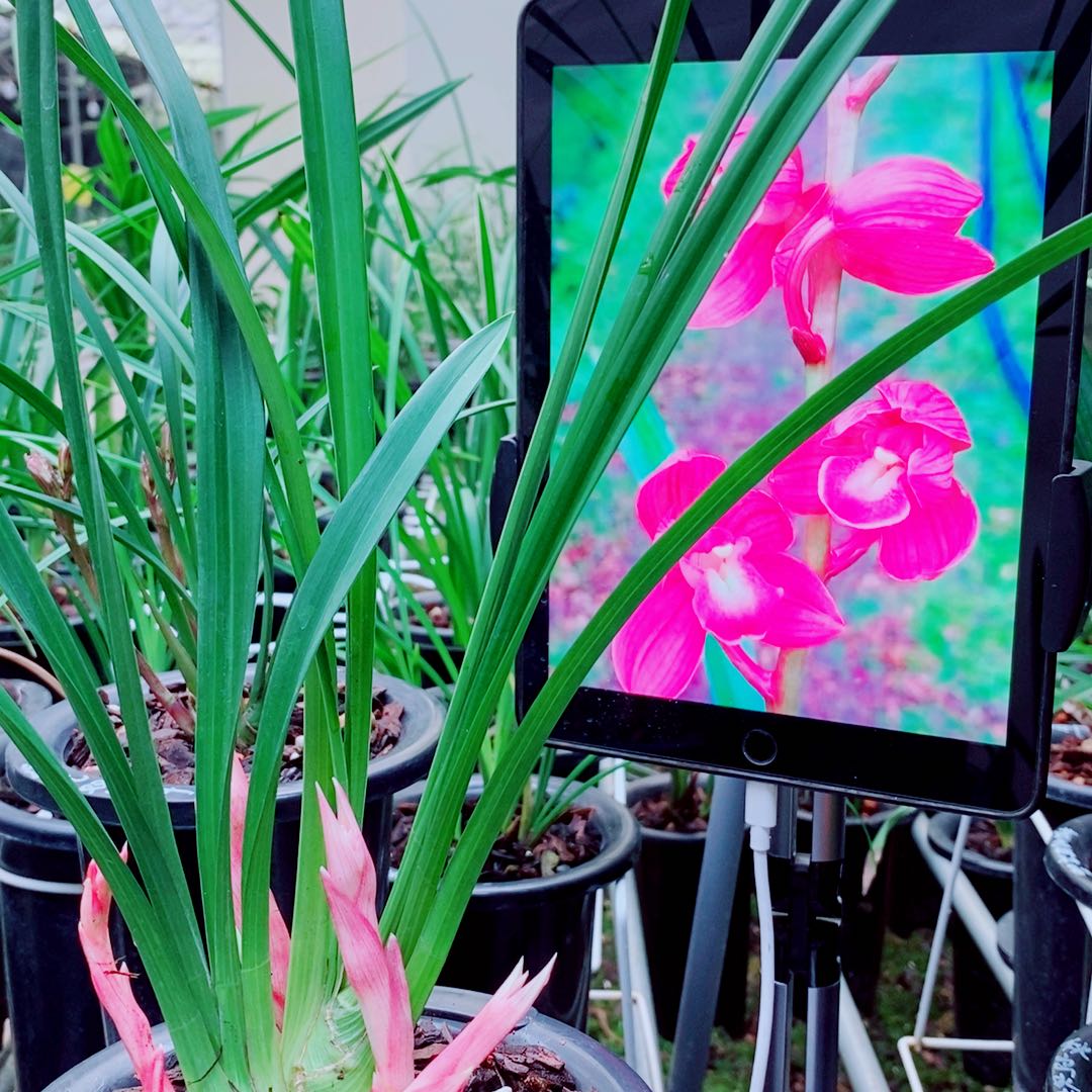 当前无花栽培后可以开花