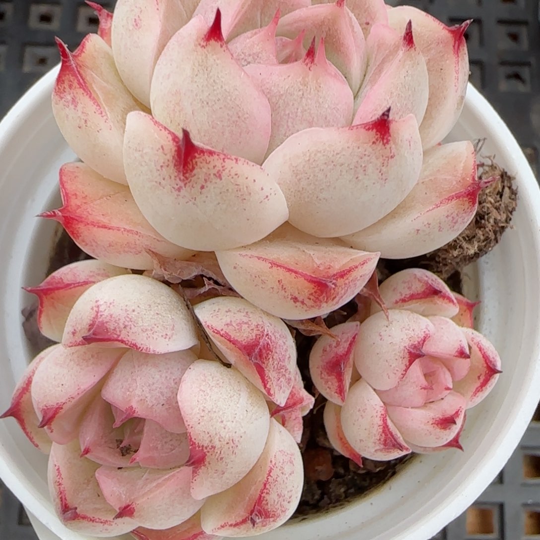 花语逸镜0207-162