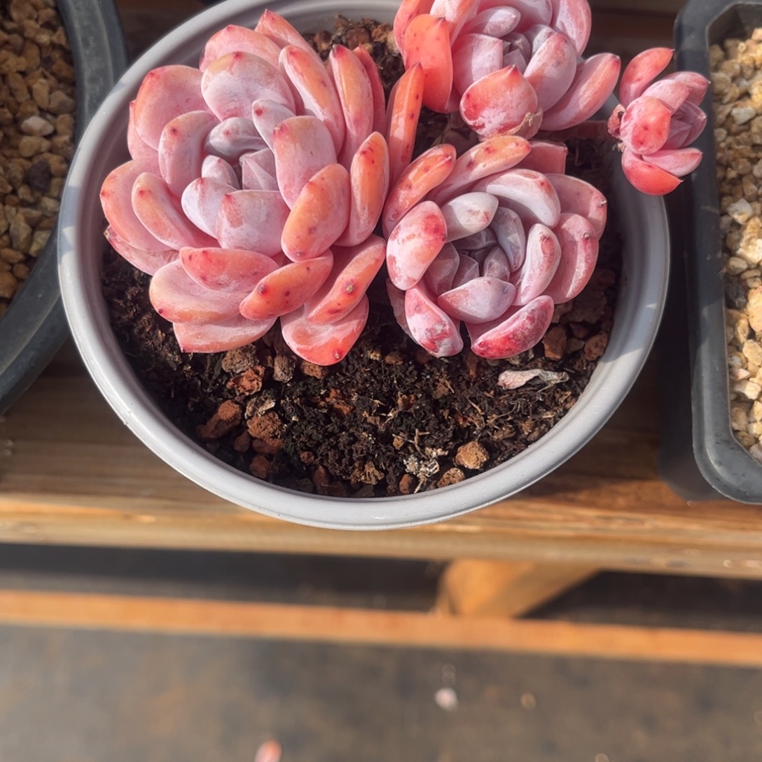 Y***儿燕子的雪天使一物一拍