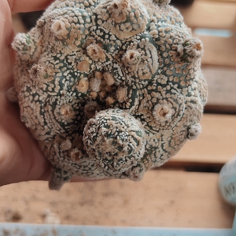 当前无花栽培后可以开花975仙人球