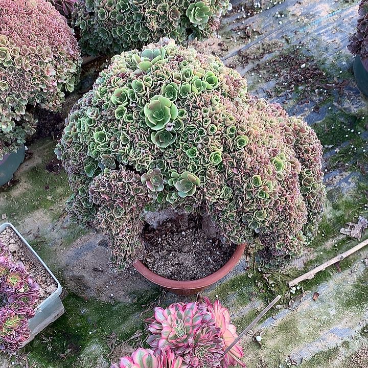 玫瑰朵朵一颗缀化