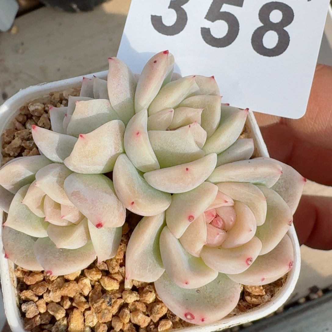 甜心群生白底         精品多肉