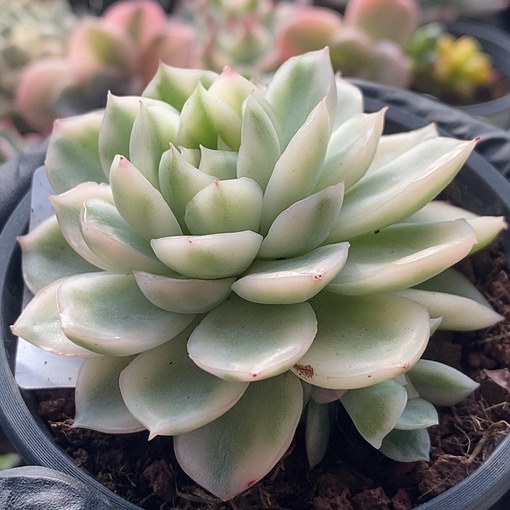 韩苏锦多肉植物多肉