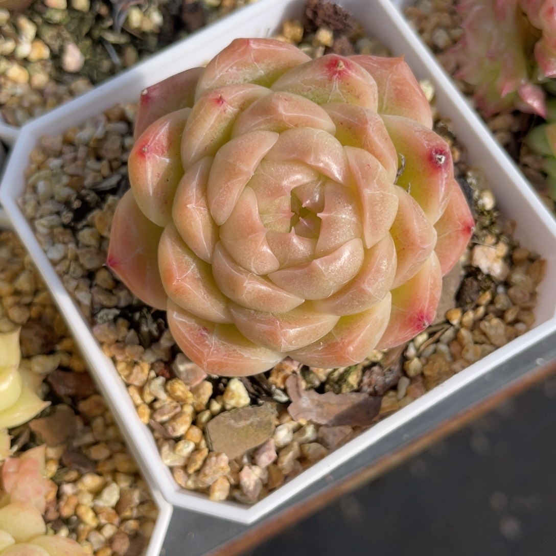 优选麦杆福利1896