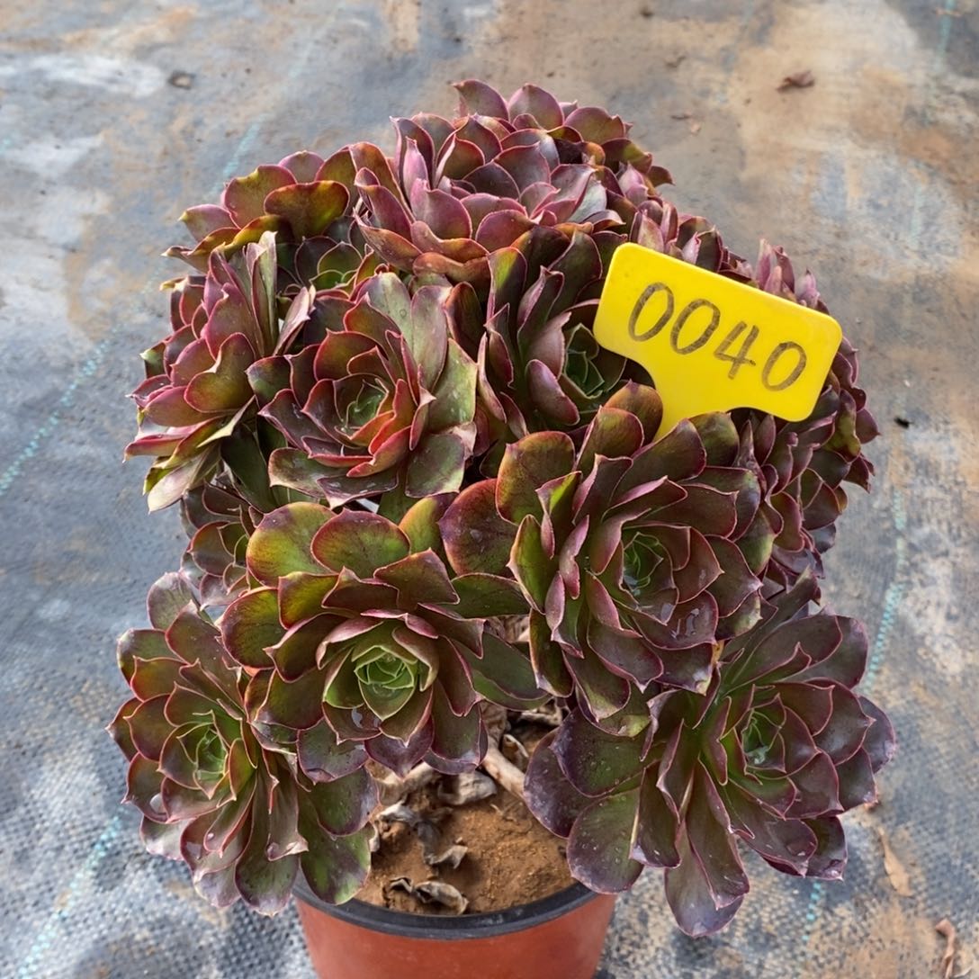 0040魅金玫瑰一物一拍